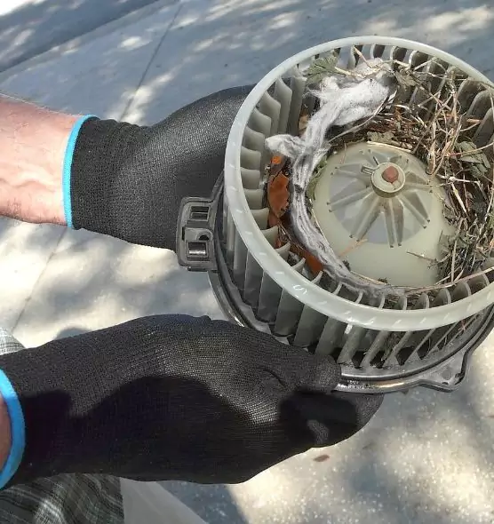 About Air Duct Mice Removal in Santa Monica, CA